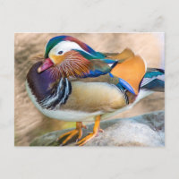 Canard mandarin avec de belles plumes
