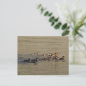 Carte Postale Canard merganser et canetons B17 (Debout devant)