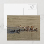 Carte Postale Canard merganser et canetons B17 (Devant / Derrière)