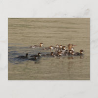 Canard merganser et canetons B17