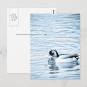 Carte Postale Canard métallique (Devant / Derrière)