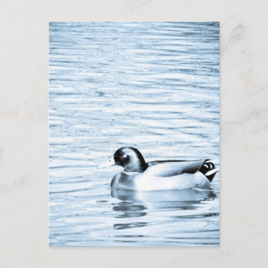 Carte Postale Canard métallique (Devant)