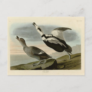 Carte Postale Canard mouché (Canard du Labrador) Audubon Birds o
