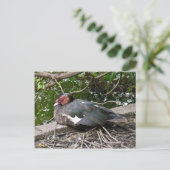 Carte Postale Canard musclé (Debout devant)