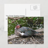 Carte Postale Canard musclé (Devant / Derrière)