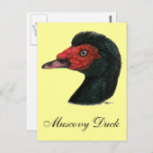 Carte Postale Canard : Muscovy Head (Devant / Derrière)