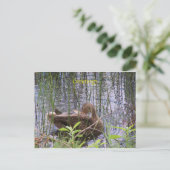 Carte Postale Canard nageant sur un étang (Debout devant)