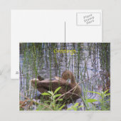 Carte Postale Canard nageant sur un étang (Devant / Derrière)