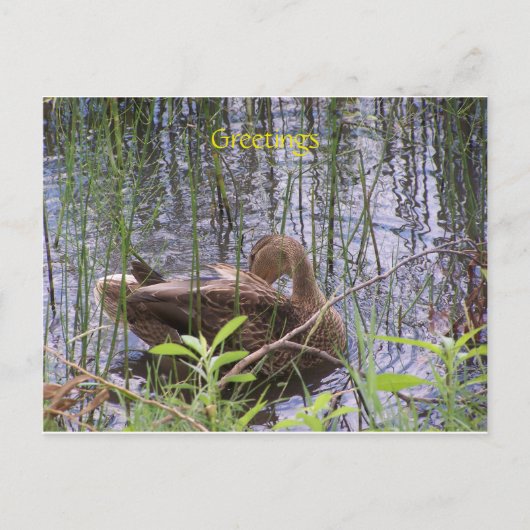 Carte Postale Canard nageant sur un étang (Devant)