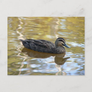 Carte Postale Canard noir du Pacifique nageant sur l'eau dorée