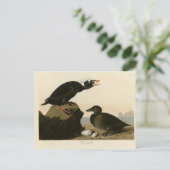 Carte Postale Canard noir ou Surf (Debout devant)