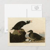 Carte Postale Canard noir ou Surf (Devant / Derrière)
