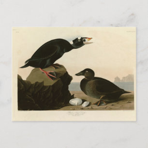 Carte Postale Canard noir ou Surf