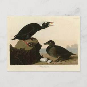 Carte Postale Canard noir ou Surf des oiseaux d'Amérique d'Audub