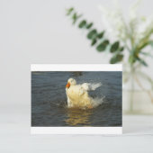 Carte Postale Canard Pekin VII (Debout devant)
