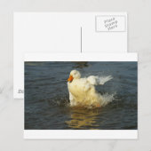 Carte Postale Canard Pekin VII (Devant / Derrière)