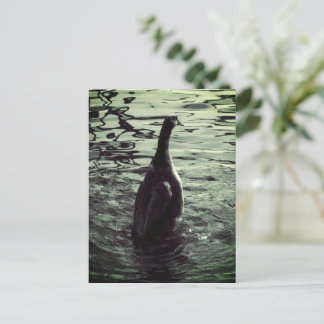 Carte Postale Canard photo noir vert