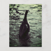 Carte Postale Canard photo noir vert (Devant)