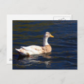 Carte Postale Canard pie magnifique (Devant / Derrière)