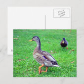 Carte Postale canard sauvage (Devant / Derrière)