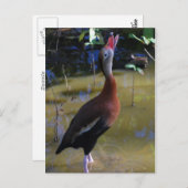 Carte Postale Canard siffleur (Devant / Derrière)