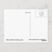 Carte Postale Canard siffleur (Dos)