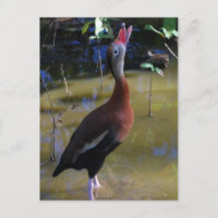 Canard siffleur