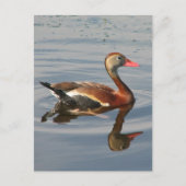 Carte Postale Canard siffleur à ventre noir (Devant)