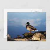 Carte Postale Canard sur le bord des eaux (Devant / Derrière)