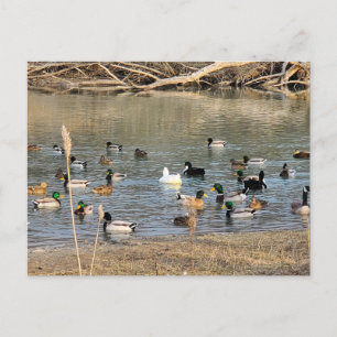 Carte Postale Canards