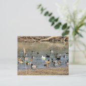 Carte Postale Canards (Debout devant)