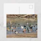 Carte Postale Canards (Devant / Derrière)