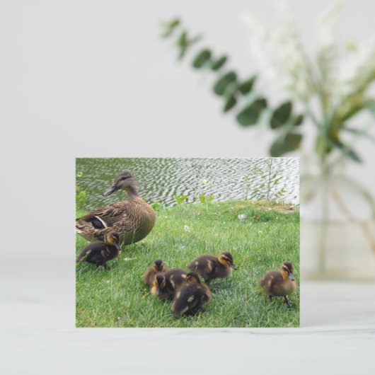 Carte Postale Canards (Debout devant)