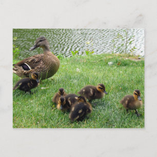 Carte Postale Canards