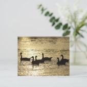 Carte Postale canards (Debout devant)