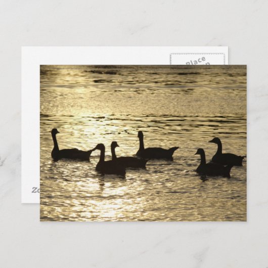 Carte Postale canards (Devant / Derrière)