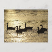 Carte Postale canards (Devant)