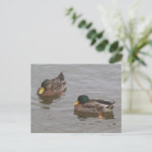 Carte postale Canards (Debout devant)
