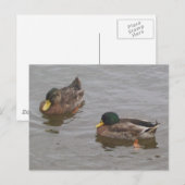 Carte postale Canards (Devant / Derrière)