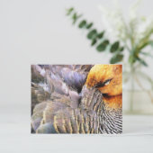 CARTE POSTALE CANARDS (Debout devant)