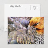 CARTE POSTALE CANARDS (Devant / Derrière)
