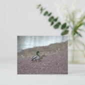 Carte postale Canards (Debout devant)