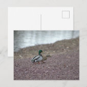 Carte postale Canards (Devant / Derrière)