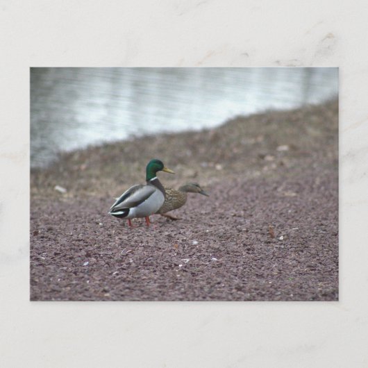 Carte postale Canards (Devant)