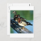 Carte Postale Canards à bois (Devant / Derrière)