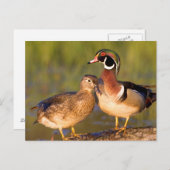 Carte Postale Canards à bois et femelles en bois dans les zones (Devant / Derrière)
