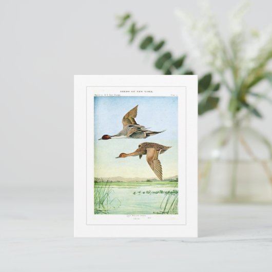 Carte Postale Canards à ongles (Debout devant)