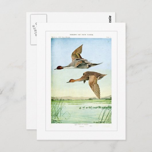 Carte Postale Canards à ongles (Devant / Derrière)