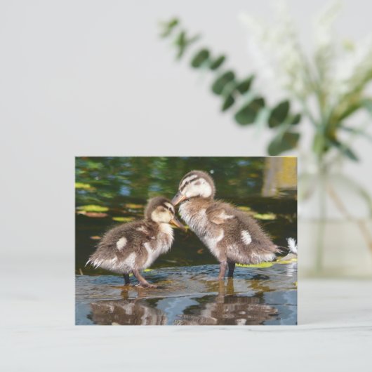 Carte Postale Canards à ressort (Debout devant)