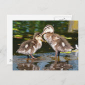 Carte Postale Canards à ressort (Devant / Derrière)